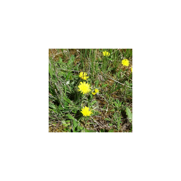 H�ret h�geurt - Hieracium pilosella - ca. 15.000 fr�
