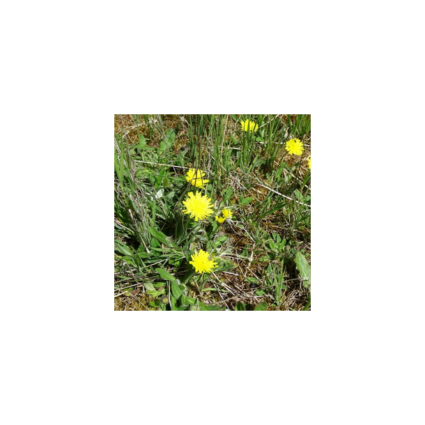 Hret hgeurt - Hieracium pilosella - ca. 15.000 fr