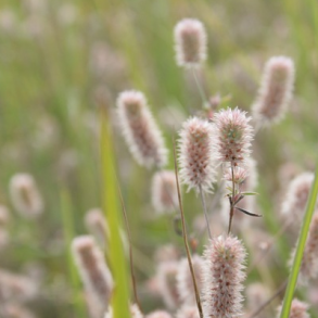 Hare-kl�ver - Trifolium arvense - ca. 2.000 fr�