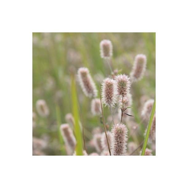 Hare-kl�ver - Trifolium arvense - ca. 2.000 fr�