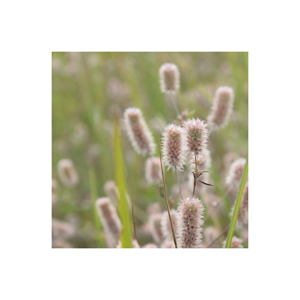 Hare-klver - Trifolium arvense - ca. 2.000 fr
