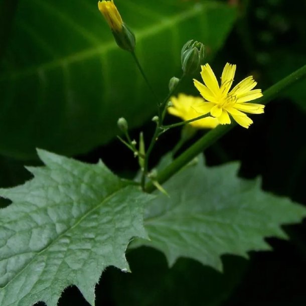 Haremad - Lapsana communis - ca. 8.000 fr�