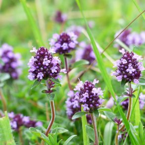 Have-timian - Thymus vulgaris - ca. 40.000 fr�
