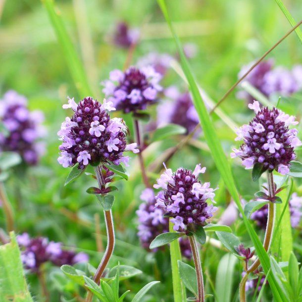 Have-timian - Thymus vulgaris - ca. 40.000 fr�