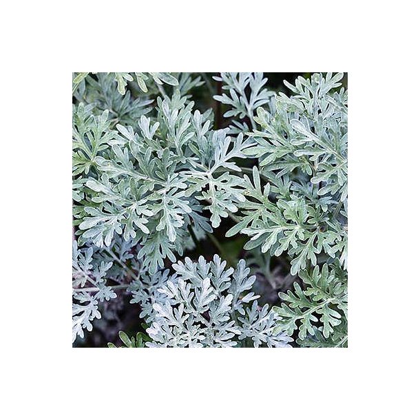 Have-malurt - Artemisia absinthium - ca. 50.000 frø