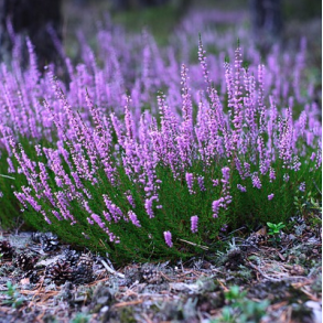 Hedelyng - Calluna vulgaris - ca. 50.000 fr