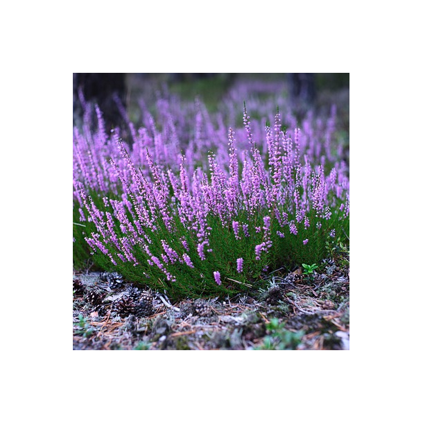 Hedelyng - Calluna vulgaris - ca. 50.000 fr�