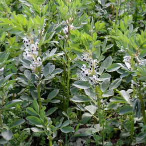 �KO Hesteb�nne - 15 kg