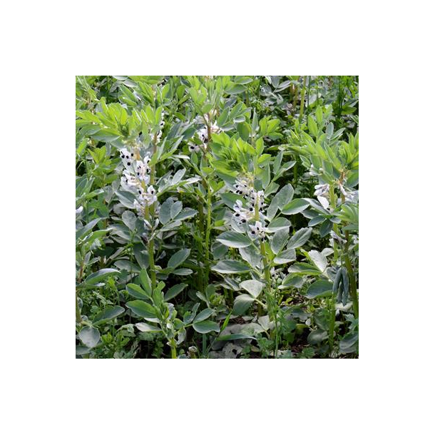 �KO Hesteb�nne - 15 kg