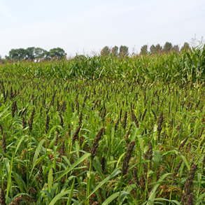 Hirsemix - 3 kg | Vildtremisen.dk