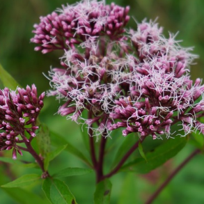 Hjortetr�st - Eupatorium cannabinum - ca. 5.000 fr�