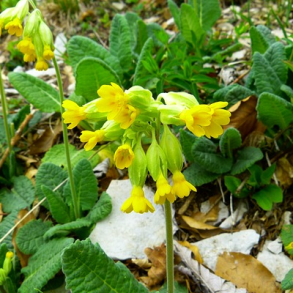 Hulkravet kodriver - Primula veris - ca. 12.000 fr�