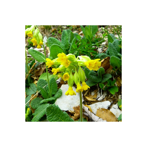 Hulkravet kodriver - Primula veris - ca. 12.000 fr�