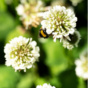 Hvidkl�ver - SILVESTER - 10 kg