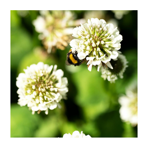 Hvidklver - SILVESTER - 10 kg