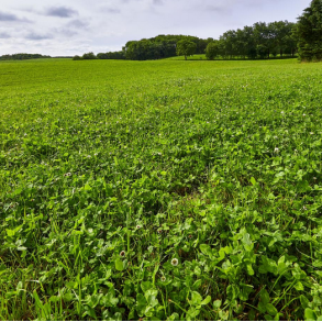 hvidkl�ver rivendel