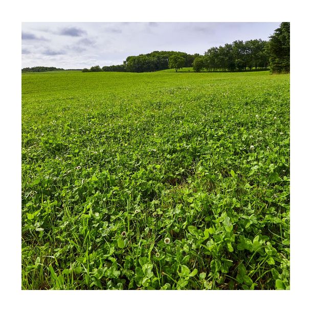 hvidkl�ver rivendel