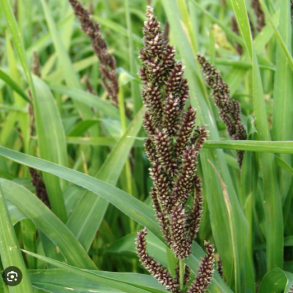 Japansk hirse - 10 kg