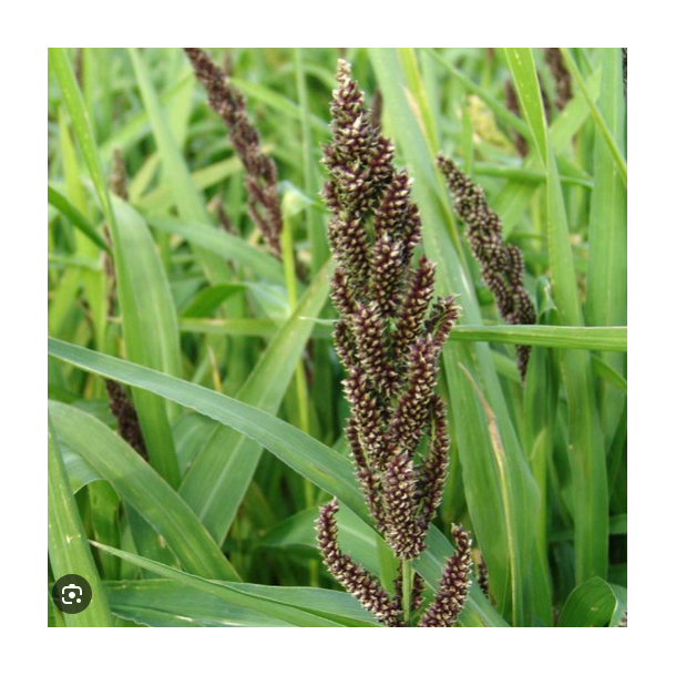 Japansk hirse - 10 kg