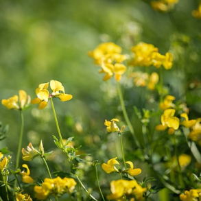 K�llingetand - Lotus Corniculatus - ca. 1.000 fr�