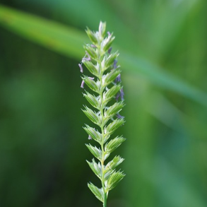 Alm. kamgr�s - Cynosurus cristatus - ca. 2.500 fr�