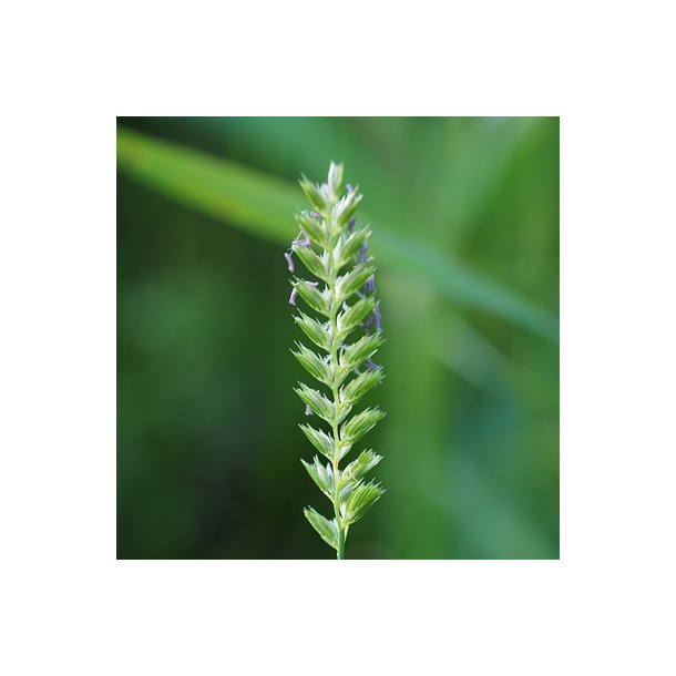 Alm. kamgr�s - Cynosurus cristatus - ca. 2.500 fr�