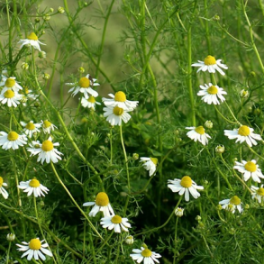 Vellugtende Kamille - Matricaria recutita - ca. 10.000 fr