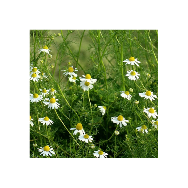 Vellugtende Kamille - Matricaria recutita - ca. 10.000 fr�