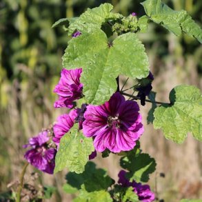 Almindelig katost - 0,5 kg