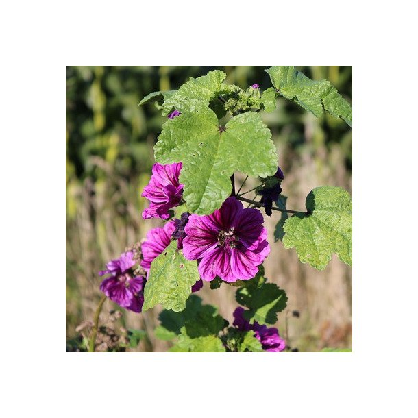 Almindelig katost - 0,5 kg