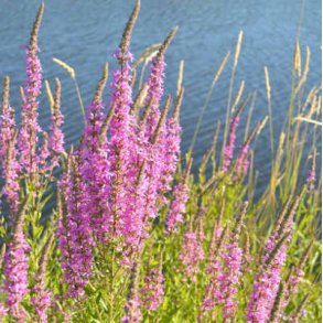 Kattehale - Lythrum salicaria - ca. 15.000 fr