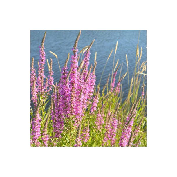 Kattehale - Lythrum salicaria - ca. 15.000 fr�