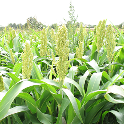Dv�rg-sorghum - 10 kg