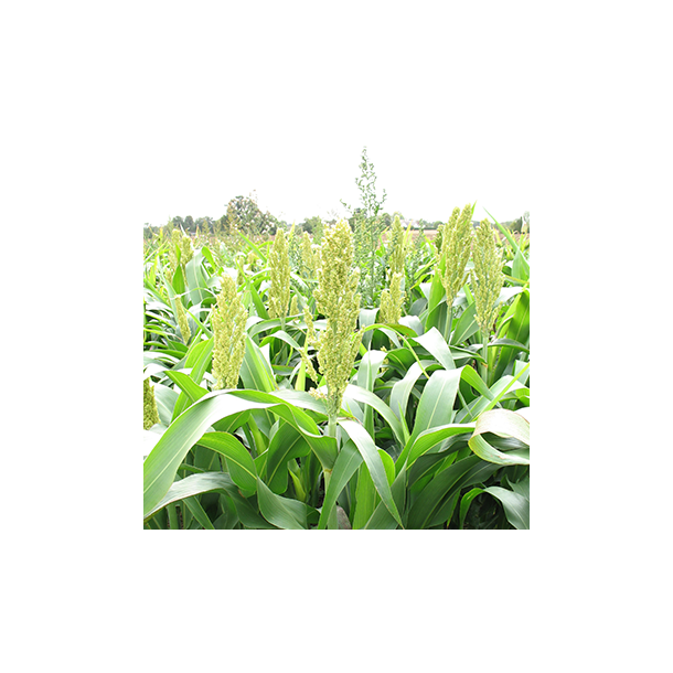 Dv�rg-sorghum - 10 kg