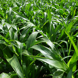 Sorghum - Mix - 12,5 kg | KINGS