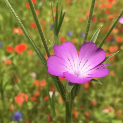 Vilde blomster - et-rige