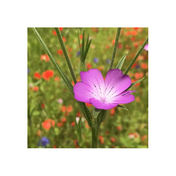 Klinte - Agrostemma Githago - ca. 1.500 fr�
