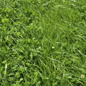 Kl�vergr�sblanding - Varierede forhold - 10 kg