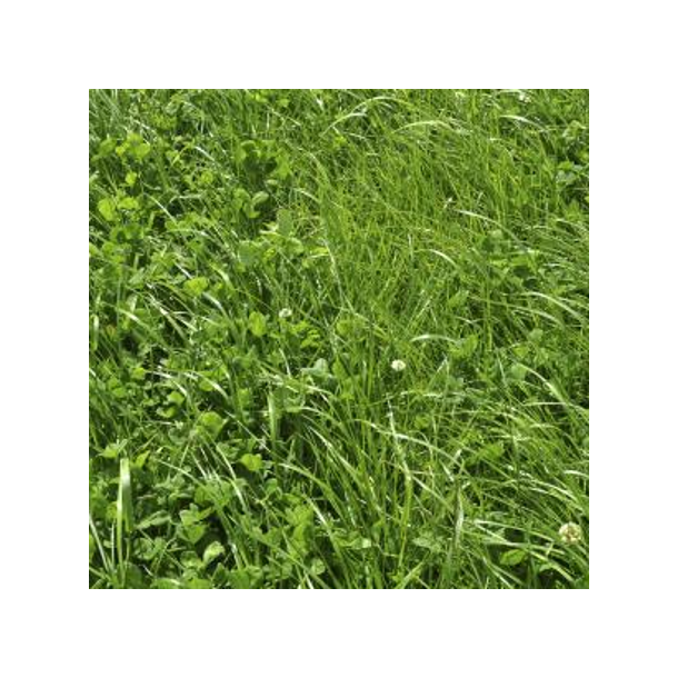 Kl�vergr�sblanding - Varierede forhold - 10 kg