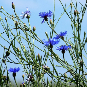 Vilde blomster - et-rige