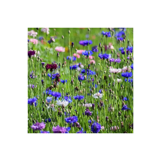 Kornblomst - MIX - 50 gram