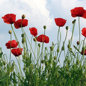 Kornvalmue - Papaver rhoeas - ca 80.000 fr