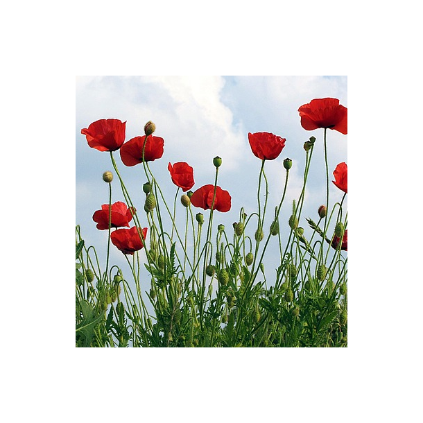 Kornvalmue - Papaver rhoeas - ca 80.000 fr�