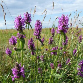 L�ge-betonie - Betonica officinalis - ca. 7.000