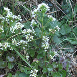 L�ge-kokleare - Cochlearia officinalis - 15.000 fr�