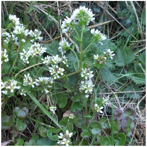 L�ge-kokleare - Cochlearia officinalis - 15.000 fr�