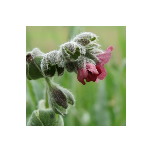 Lge-hundetunge - Cynoglossum officinale - ca. 350 fr