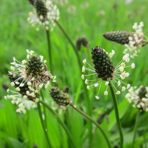 Lancetbladet vejbred - Plantago lanceolata - ca. 8.000 fr