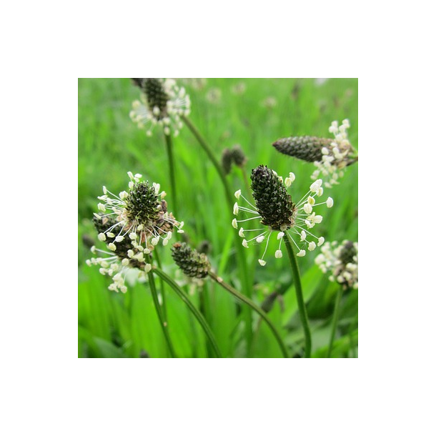 Lancetbladet vejbred - Plantago lanceolata - ca. 8.000 fr�