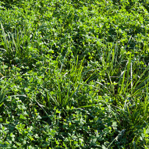 Lucerne/gr�s - 10 kg | DSV